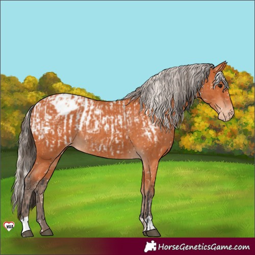 Horse Color:Bay Appaloosa  and Silver Bay Appaloosa 