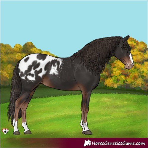 Horse Color:Liver Chestnut Blanket 