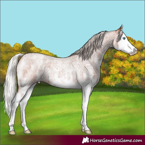 Horse Color:Silver Bay Roan Sabino Splash 