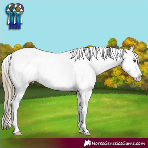 Horse Color:Liver Chestnut Sabino Appaloosa Rabicano