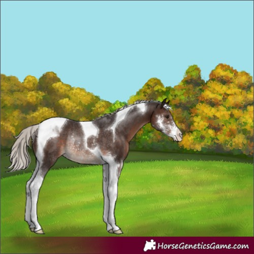 Horse Color:Silver Brown Sabino Tobiano Rabicano 