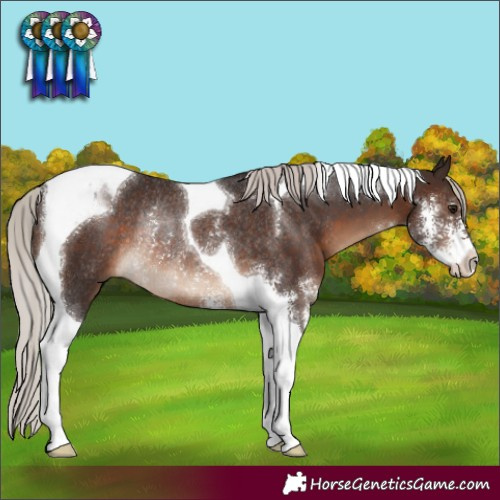 Horse Color:Silver Brown Sabino Tobiano Rabicano 