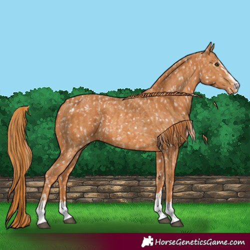 Horse Color:Chestnut Snowflake Varnish and Chestnut Snowflake Varnish