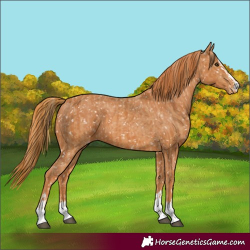 Horse Color:Chestnut Appaloosa and Chestnut Appaloosa