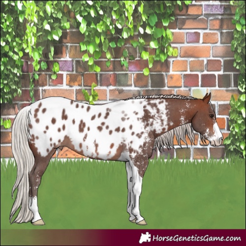 Horse Color:Silver Brown Sabino Tobiano Appaloosa 