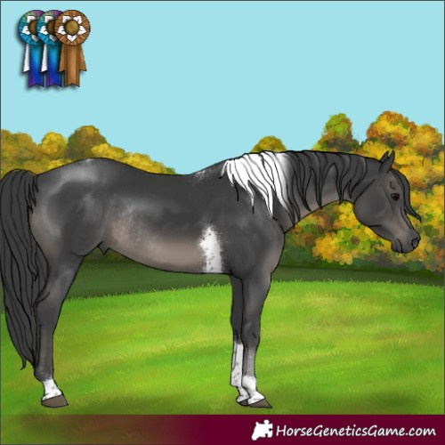 Horse Color:Black Tobiano Rabicano 