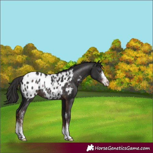 Horse Color:Liver Chestnut Sabino Appaloosa Rabicano 