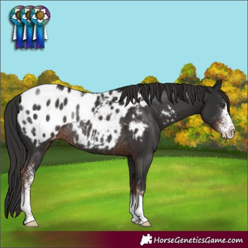 Horse Color:Liver Chestnut Sabino Blanket Rabicano 