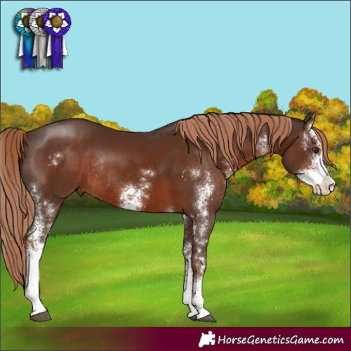 Horse Color:Liver Chestnut Sabino Rabicano