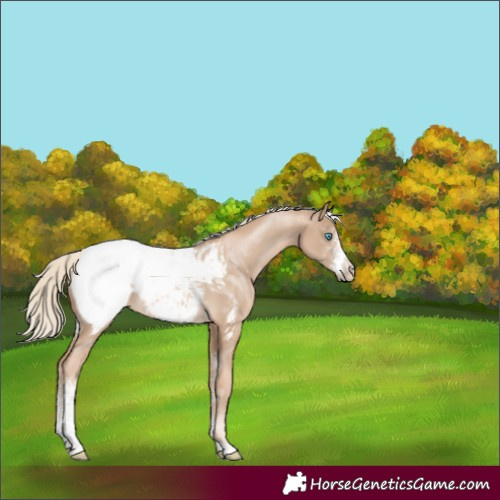 Horse Color:Chocolate Palomino Pearl Sabino Appaloosa Rabicano