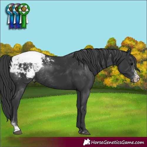 Horse Color:Black Sabino Appaloosa Rabicano 