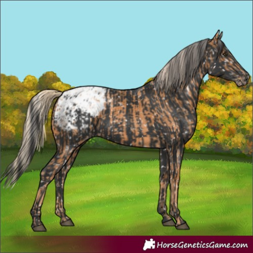 Horse Color:Chestnut Appaloosa  and Black Appaloosa 