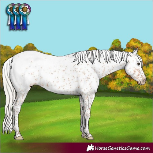 Horse Color:Silver Bay Sabino Blanket Rabicano 