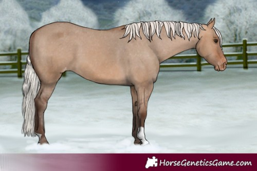 Horse Color:Silver Brown Dun Varnish