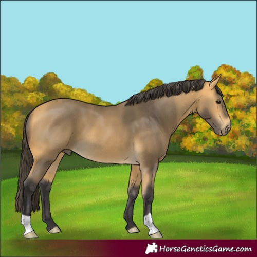 Horse Color:Buckskin