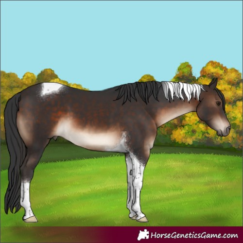 Horse Color:Brown Tobiano