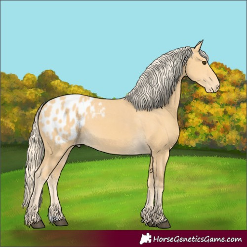 Horse Color:Unknown 