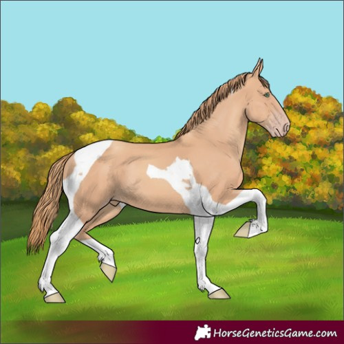Horse Color:Gold Champagne Tobiano