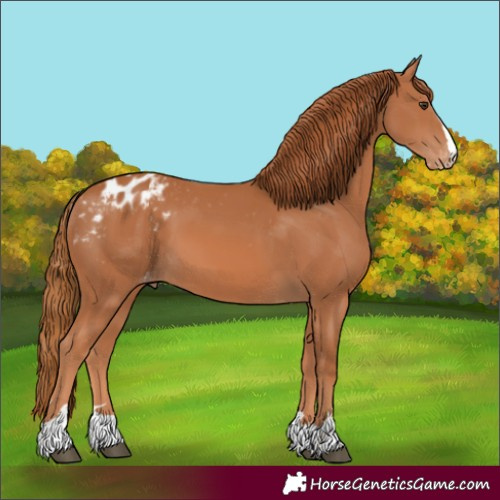 Horse Color:Unknown