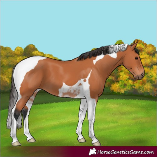Horse Color:Bay Tobiano