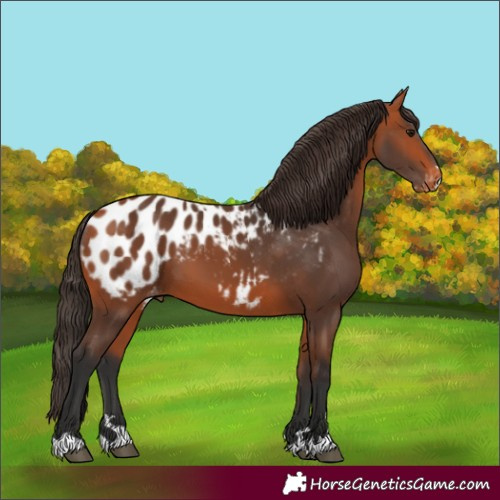 Horse Color:Bay Blanket 