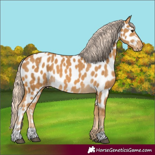 Horse Color:Palomino Appaloosa