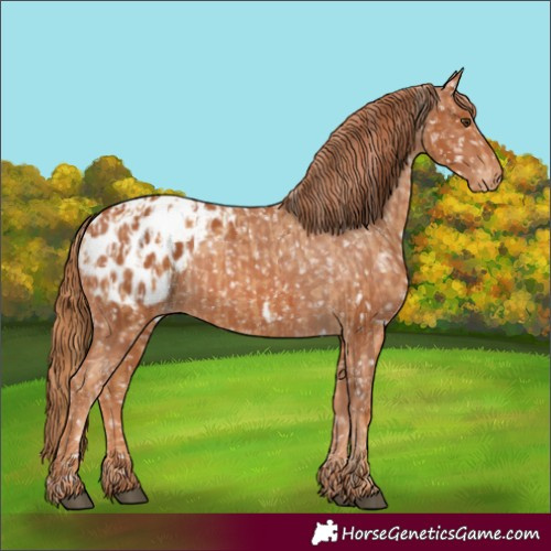 Horse Color:Chestnut Appaloosa  and Chestnut Appaloosa 