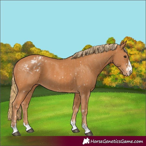 Horse Color:Chestnut Snowflake Varnish  and Chestnut Varnish 