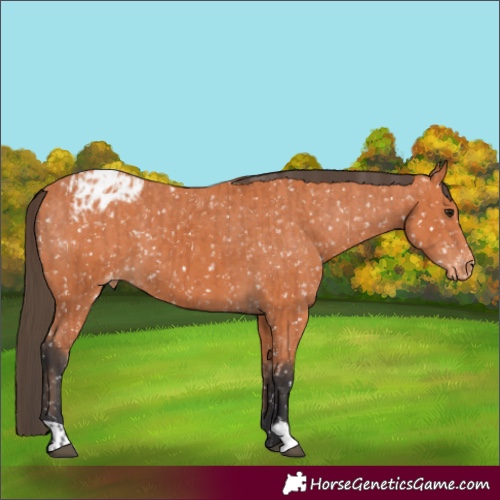 Horse Color:Bay Blanket  and Bay Blanket 