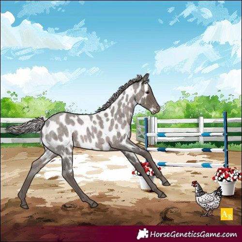 Horse Color:Silver Blue Roan Appaloosa