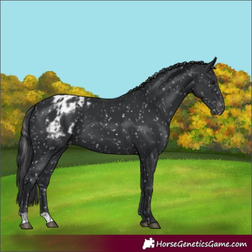 Horse Color:Unknown 