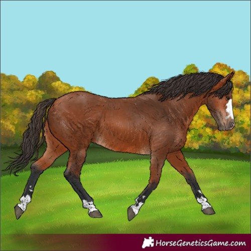 Horse Color:Unknown 