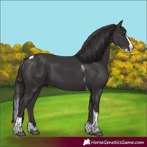 Horse Color:Smoky Black Splash Tobiano 