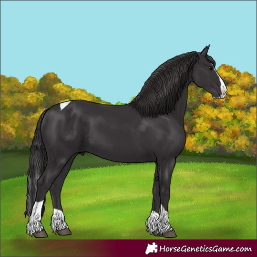 Horse Color:Smoky Black Splash Tobiano
