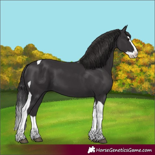 Horse Color:Smoky Black Splash Tobiano 