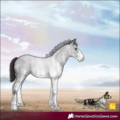 Horse Color:White Spotted Smoky Blue Roan
