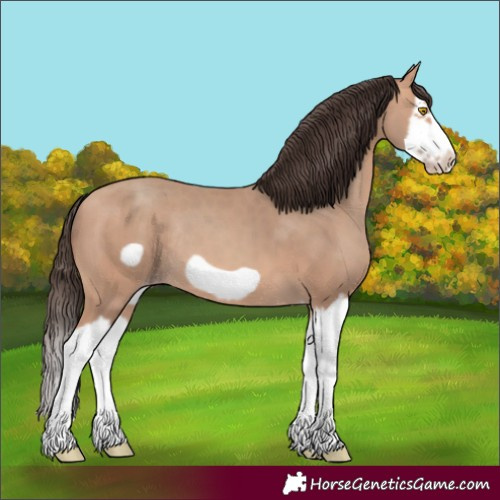 Horse Color:Unknown 