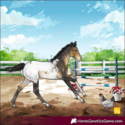 Horse Color:Buckskin Tobiano Appaloosa