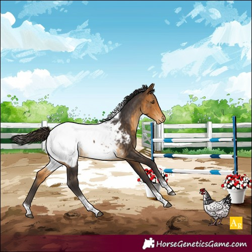 Horse Color:Buckskin Tobiano Appaloosa 
