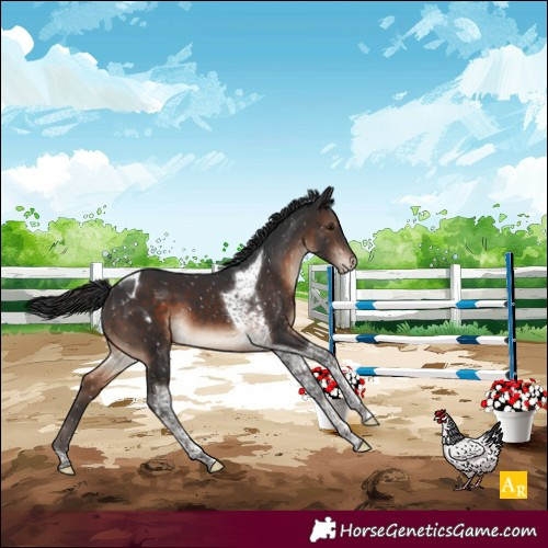 Horse Color:Brown Tobiano Appaloosa