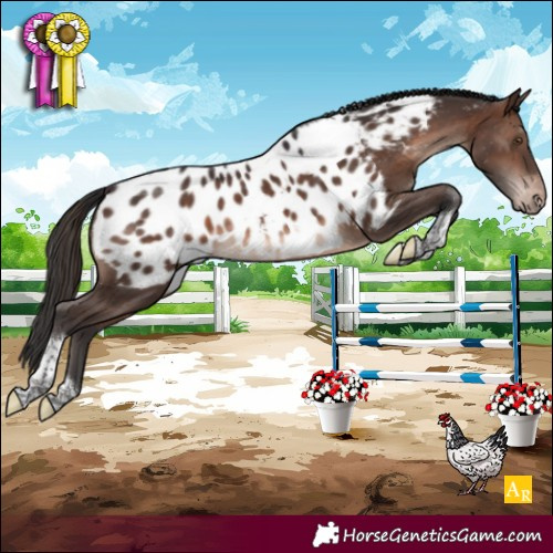Horse Color:Brown Mushroom Tobiano Appaloosa