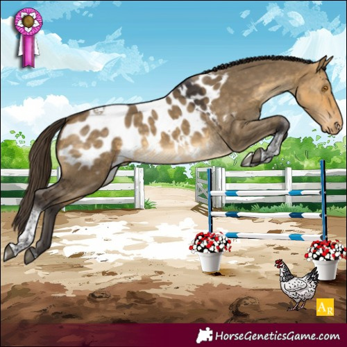 Horse Color:Buckskin Dun Tobiano Appaloosa 