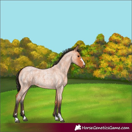Horse Color:Unknown