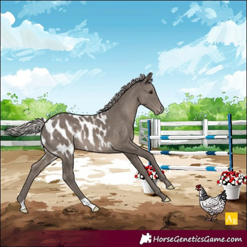 Horse Color:Silver Black Appaloosa 
