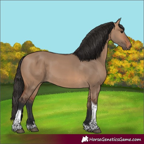 Horse Color:Unknown 