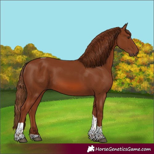 Horse Color:Unknown 