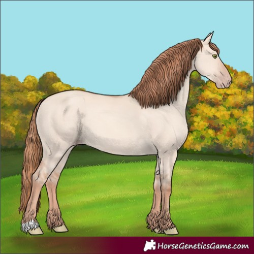 Horse Color:Unknown 