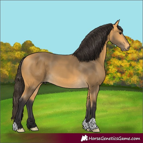 Horse Color:Buckskin