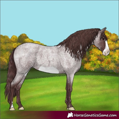 Horse Color:Chocolate Blue Roan Frame 