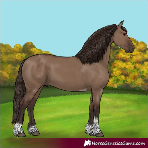 Horse Color:Unknown 